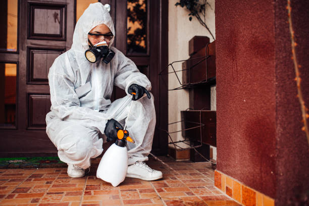 Attic and Crawl Space Rodent Treatment in Brookhaven